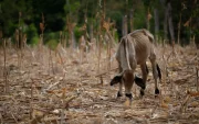 Una vaca en medio de un maizal árido, durante una sequía por el fenómeno de 'El Niño', en la Península de Azuero (Panamá).
