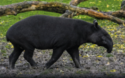 El tapir andino cumple un rol importante en la regeneración de los ecosistemas.