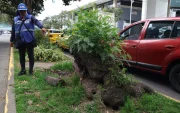 Técnicos de la UBA identificaron más de 50 madrigueras de ratas en el parterre central de la avenida República de El Salvador.