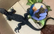 El ejemplar de la iguana marina de Galápagos fue rescatado y entregado el Ministerio de Ambiente y Energía (MAE).