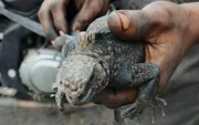 La iguana marina de Galápagos fue rescatada en una avenida del norte de Guayaquil.