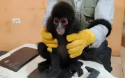 El Ministerio de Ambiente y Energía informó que el animal fue trasladado a un centro de conservación.
