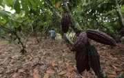El cacao y sus elaborados registraron una caída de 59 % en valor exportado.