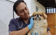 Leonel fue rescatado y ahora se encuentra bajo atención veterinaria de la Unidad de Bienestar Animal.