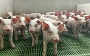 En la Unión Europea se mantiene el control por la peste porcina.