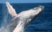 Fotografía cedida por Pacific Whale Foundation / Palo Santo Travel que muestra el salto de una Ballena Jorobada.