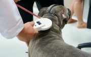 El Municipio de Guayaquil instala los microchips en las mascotas