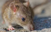 Los hantavirus son una familia de virus que afecta fundamentalmente a los roedores