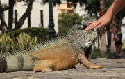 La herpetofauna es el conjunto de anfibios y reptiles.