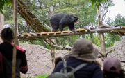 Zoológico de Quito lanza campaña de apadrinamiento para animales rescatados.