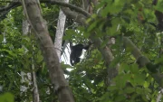 Mono aullador en la reserva Manglares Churute