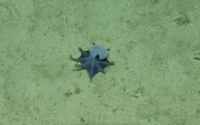 Una imagen del pulpo descubierto por investigadores. Es pequeño, casi del tamaño de una pelota de golf y de color azul.