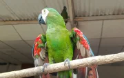 15 especies fueron rescatadas en operativos de control en Ecuador.