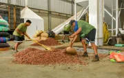 Cacao vuelve a superar los $4.000: el productor ecuatoriano podría recibir hasta $151 por quintal