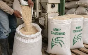 El Estado compra arroz directamente a los productores de Guayas y Los Ríos para sostener los precios durante la cosecha de invierno