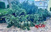 Además de la plantación de marihuana, en la vivienda se almacenaban semillas y sustancias en grandes frascos.