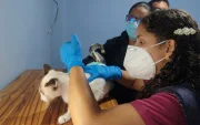 Personal de la Dirección de Protección de los Derechos de los Animales del Municipio de Guayaquil revisó a los animales que habrían sido afectados por el ataque con químicos.