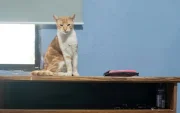 Personal municipal revisó a los gatos que habrían sido afectados por el ataque de un residente en la ciudadela Huancavilca, en el sur de Guayaquil.