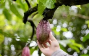 Los precios del cacao se mantienen al alza.