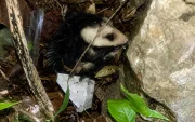 Una zarigüeya fue encontrada en una vivienda del norte de Guayaquil y devuelta a su hábitat por personal especializado.
