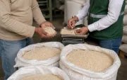 Productores arroceros de Guayas y Los Ríos denuncian que las piladoras privadas pagan hasta $14 menos por saca de lo que fija el precio mínimo oficial. El Gobierno intensifica los controles.
