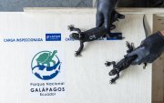 El Parque Nacional evalúa a los ejemplares rescatados.