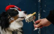 Marley, un perro pastor americano miniatura, come una "Vip Pup Cup" en la cafetería para perros "Le Bone Appart" en París el 7 de mayo de 2026.