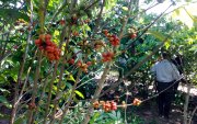 Productores esperan el pronunciamiento de la autoridad fitosanitaria sobre las acciones de mitigación y socialización ante la Xylella fastidiosa