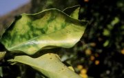 En zonas productivas de Perú la subespecie pauca de la Xylella se establece de manera significativa en cultivos de café, cítricos, frutales del género Prunus y olivos.