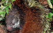 Ejemplar de puercoespín entre la vegetación del Parque Nacional Sangay, donde se reportó el hallazgo de una nueva especie en Ecuador.