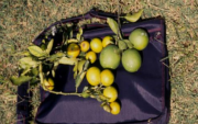 En comparación con los árboles sanos, los árboles infectados por clorosis variegada —enfermedad provocada por la Xylella—, de los cítricos producen frutos más pequeños y de tonalidad amarilla.