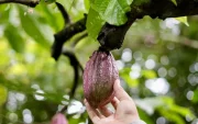 Las exportaciones de cacao cayeron hasta abril de 2026.
