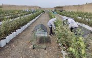 La resolución de Agrocalidad incluye al arándano entre las especies hospederas de Xylella y ubica al cultivo bajo vigilancia fitosanitaria.