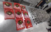 Intento de exportación ilegal de 658 pepinos de mar de la especie Isostichopus Fuscus, en el aeropuerto de Guayaquil.
