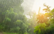 Referencial. La lluvia intensa cubre zonas de vegetación en Ecuador, mientras el pronóstico advierte precipitaciones este 12 de junio.