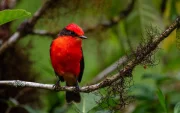 El pájaro Brujo sobrevive dentro de unas diecinueve hectáreas del bosque de Scalesia.