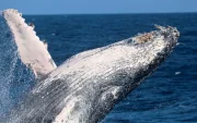 Fotografía cedida por Pacific Whale Foundation / Palo Santo Travel que muestra el salto de una Ballena Jorobada.
