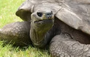 Jonathan es oficialmente reconocido por el Guinness World Records como el animal terrestre vivo más longevo del planeta