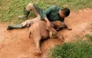 Joshua Aribasoye prepara leche infantil para Agbaibor, una cría de elefante de bosque que apenas le llega por encima de las rodillas, rescatada tras ser encontrada sola.