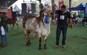 Chone, norte de Manabí, será sede de un evento de talla mundial del ganado cebú