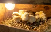 Investigadores estudian cómo se comporta la luz dentro de los huevos para obtener información sobre el desarrollo embrionario sin romper la cáscara.
