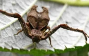 Las especies identificadas son Sidymella ayahuma y Sidymella malefica, ambas con características morfológicas particulares.