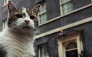 El gato Larry es una celebridad en Reino Unido. Tiene 19 años.