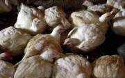 Aves en un corral que son controladas por lagripe aviar.