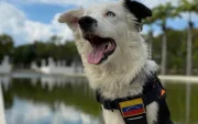 Tsunami, perro rescatista identificado con la bandera de Venezuela, participa en las labores de búsqueda tras los terremotos.