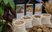 Variedades mejoradas de cacao, papa y trigo buscan elevar el rendimiento agrícola y reducir los ciclos de cultivo.