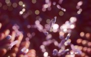 La alimentación, la lactancia materna y el uso responsable de antibióticos son determinantes para el desarrollo de una microbiota saludable.