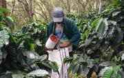 Café. Este cultivo es el sustento para cientos de familias del sur del país, hoy en alerta debido a la bacteria.