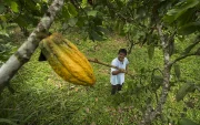 Los recursos permitieron financiar a pequeños comercios, artesanos, agricultores, microempresarios, iniciativas de bioeconomía, transporte, vivienda y otros sectores productivos.