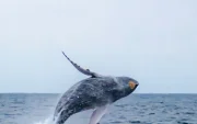Avistamiento de ballenas jorobadas en la ciudad de Esmeraldas.